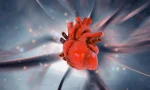 human-heart-anatomy-science-discovery