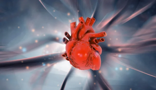 human-heart-anatomy-science-discovery