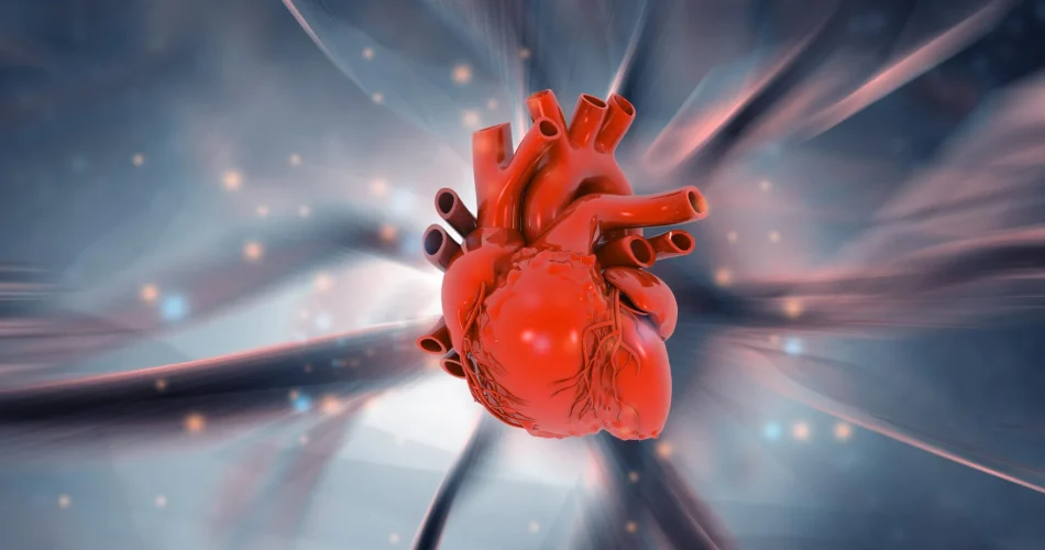 human-heart-anatomy-science-discovery